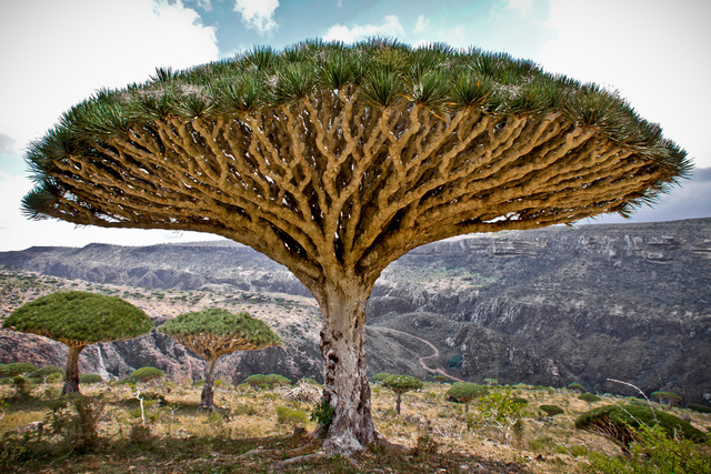 arbre.jpg